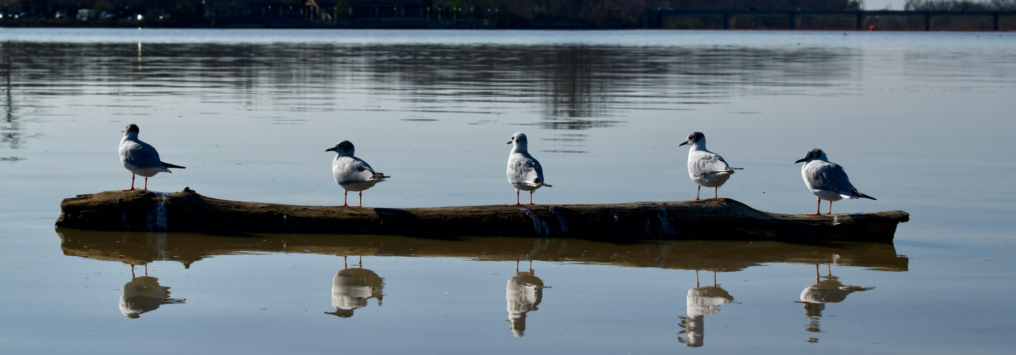 Dublin Merchant Processing Services